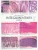 Histology of the Integumentary System, Chart