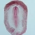 Chick 20-22 hr, w.m. Microscope Slide