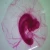 Chick 80 hr, w.m. Microscope Slide