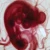 Chick 96-Hour Embryo Slide, w.m.