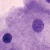 Typical Animal Cell Slide, w.m.