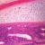 Mammal Pseudostratified Ciliated Columnar Epithelium Slide, 7 µm, H&E