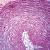 Mucous Tissue, cross section, Microscope Slide