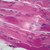Mammal Skeletal Muscle Slide, 7 µm, H&E