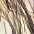 Mammal Nerve Fibers, teased Microscope Slide