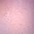 Human Spinal Cord, c.s. 7 µm H&E Microscope Slide
