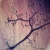Mammal Motor Nerve Endings and Plates, teased Microscope Slide