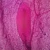 Mammal Vater-Pacini Corpuscle, w.m., Microscope Slide