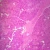 Mammal Submandibular Gland, sec. 7 µm, H&E Microscope Slide