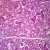 Mammal Sublingual Gland, sec. 7 µm, H&E Microscope Slide