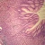 Human Fundic Stomach, sec. 7 µm H&E Microscope Slide
