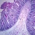 Human Goblet Cells, sec. 7 µm H&E Microscope Slide