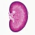 Mammal Kidney, median sag. sec. 7 µm H&E Microscope Slide