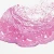 Female Mammal Urethra Slide, c.s., H&E