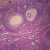 Mammal Graafian Follicles, sec. 7 µm, H&E Microscope Slide