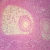 Mammal Graafian Follicles, sec. Microscope Slide, Thin