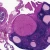 Mammal Corpus Luteum, sec. 7 µm H&E Microscope Slide