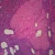 Human Ovary - Inactive, sec. 7 µm H&E Microscope Slide