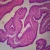 Human Fallopian Tube, c.s. 7 µm H&E Microscope Slide
