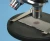 Testis, Young, sec. 7 µm, H&E Microscope Slide