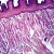 Tongue Silver, Microscope Slide