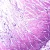 Tongue Silver, Microscope Slide