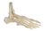 Somso Skeleton of the Foot, Right