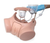  3B Catheterisation Simulator PRO, Male, Dark
