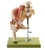 Somso Model of the right hip with muscles and nerves
