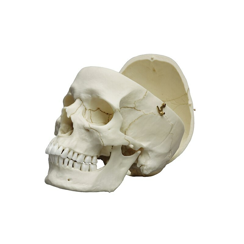 Human Skull Models