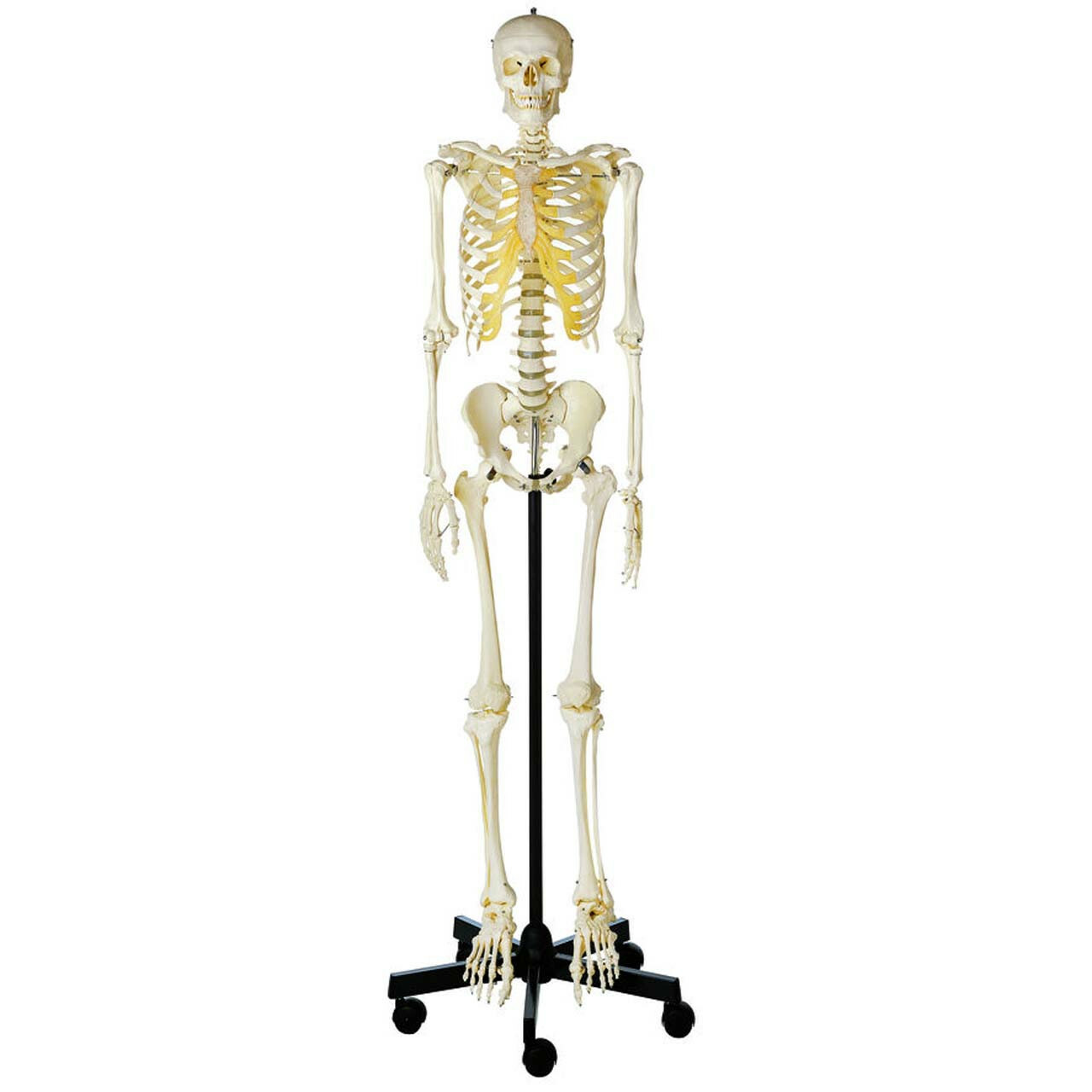 Human Skeleton Models