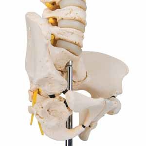 Spine and Vertebrae Models