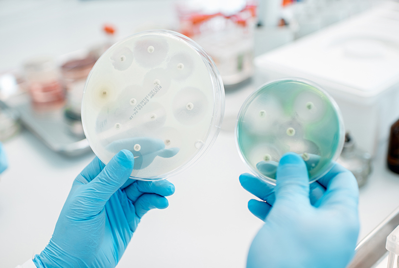 Bacteria