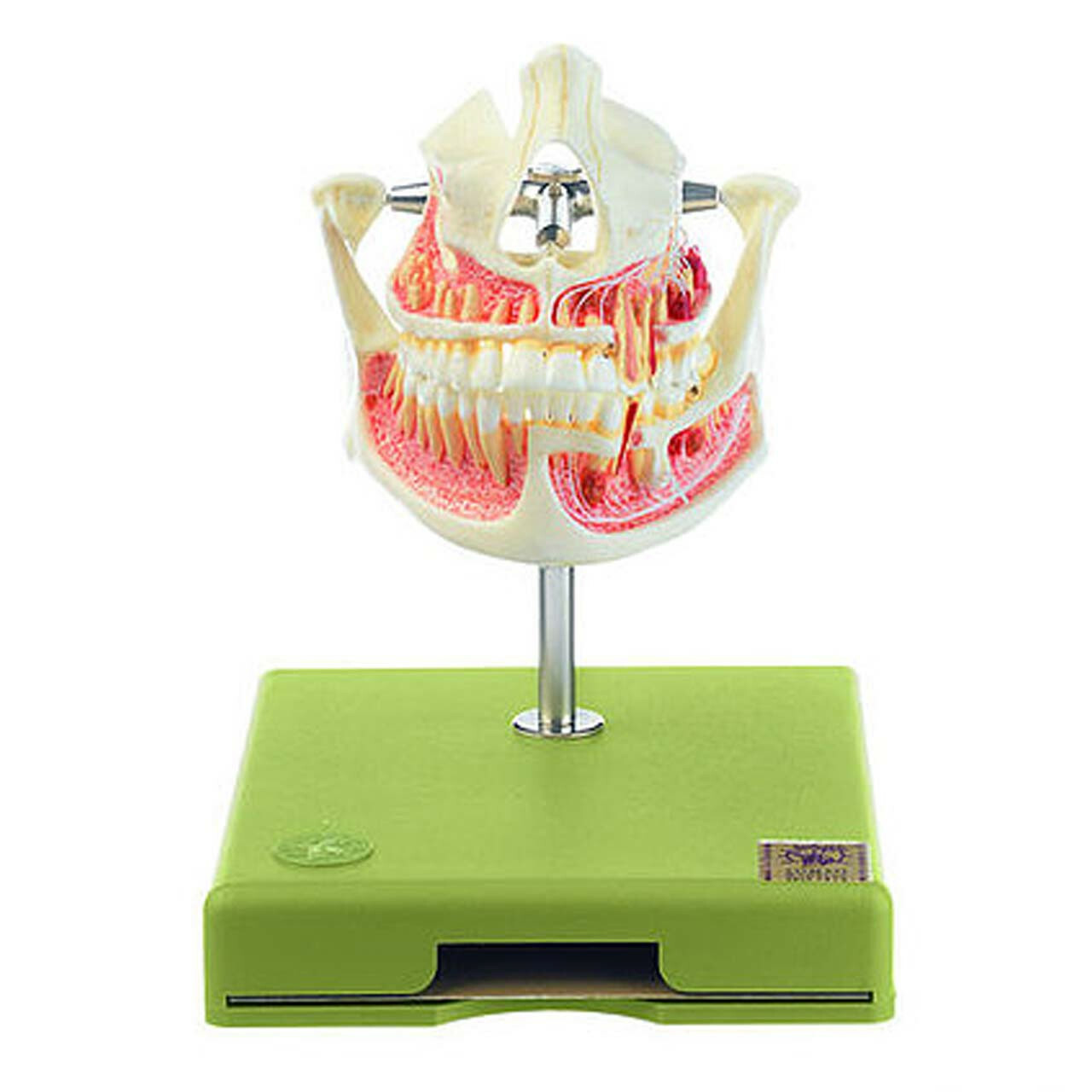 Dental Models