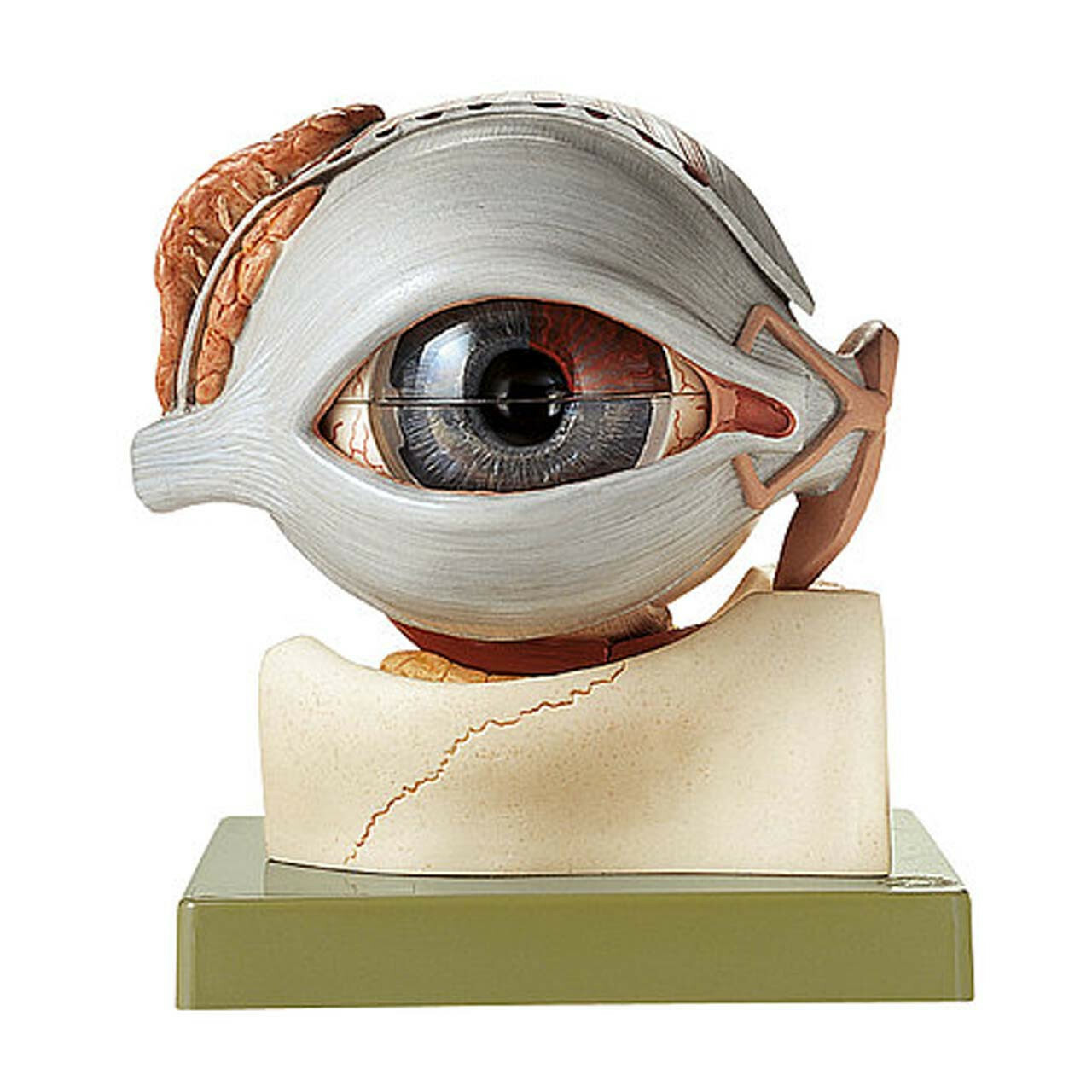 Eye Models