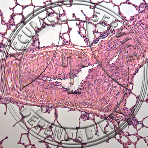 Respiratory System