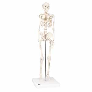 Human Skeleton Models