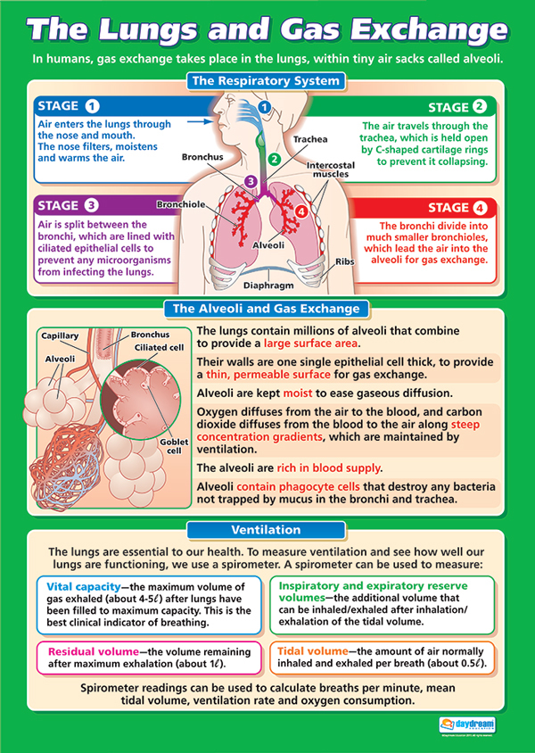 Anatomy