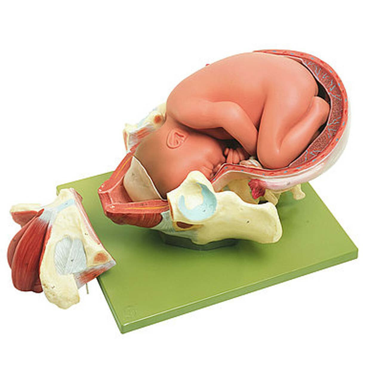 Pregnancy and Birth Models