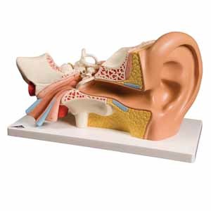 Ear Models