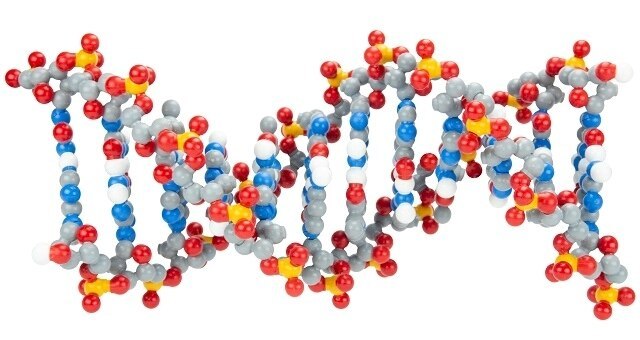 DNA Models & Simulations