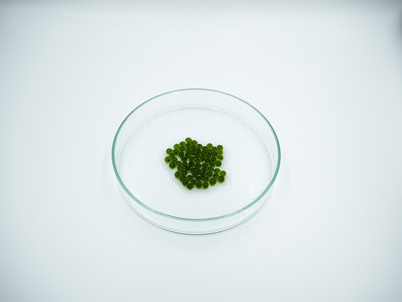 Algae