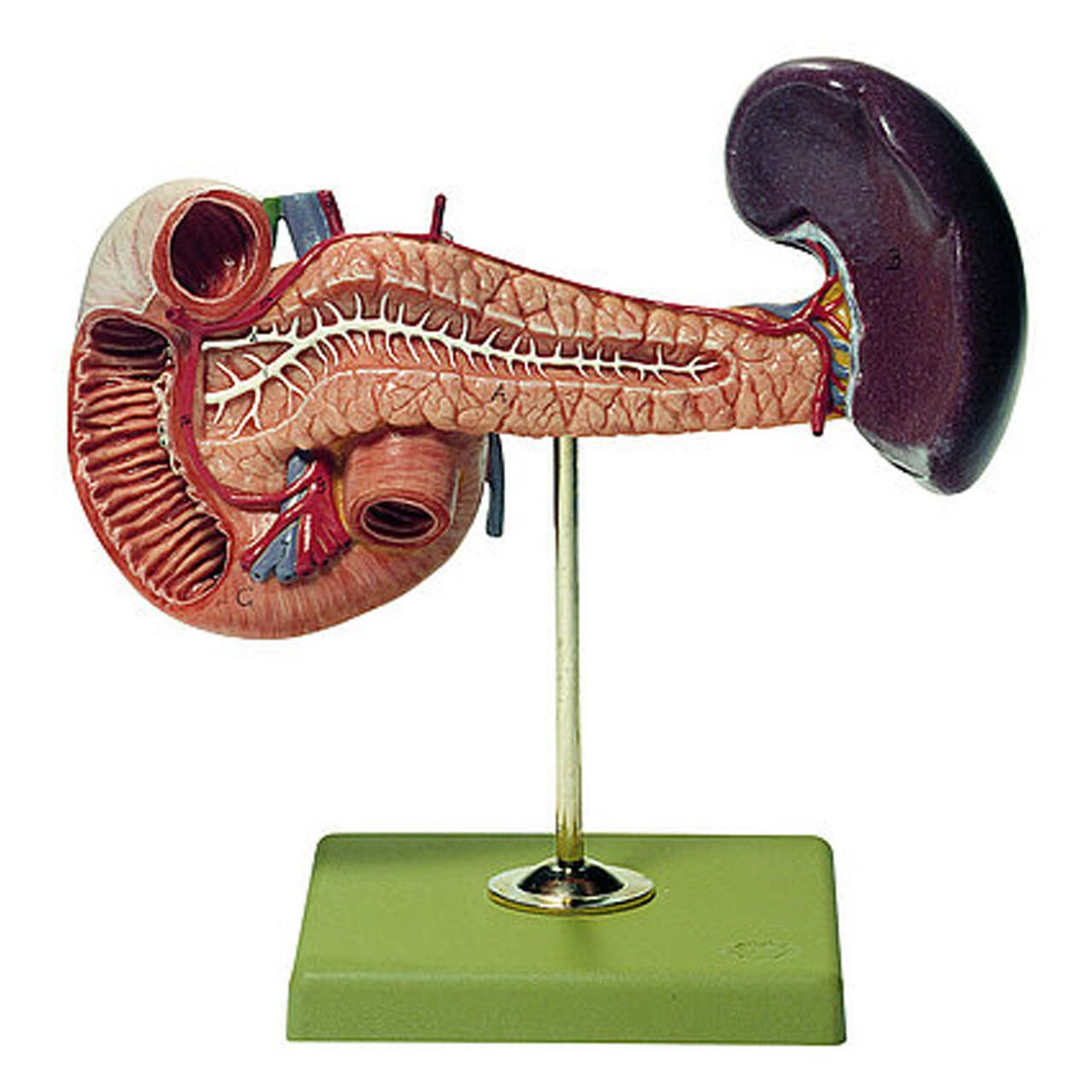 Digestive System