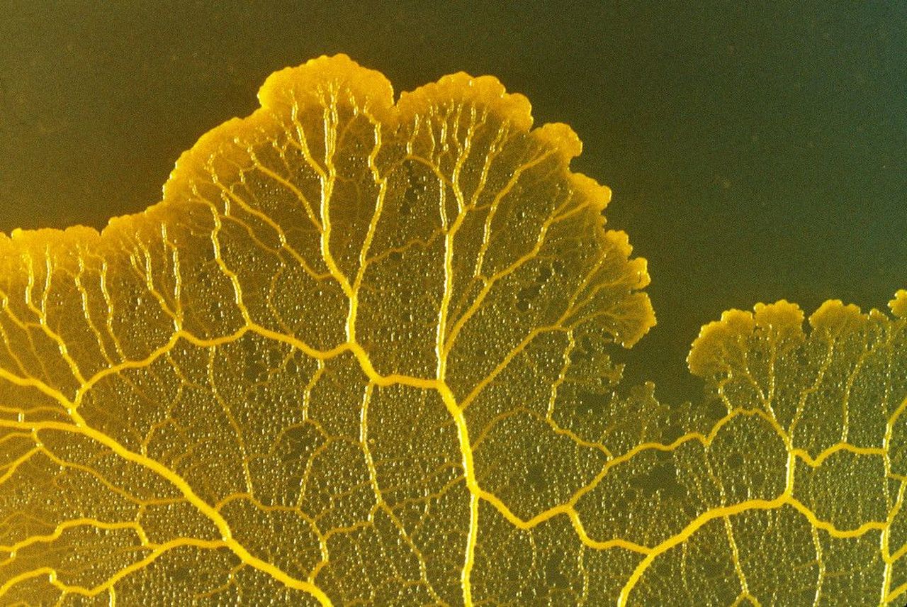 physarum slide