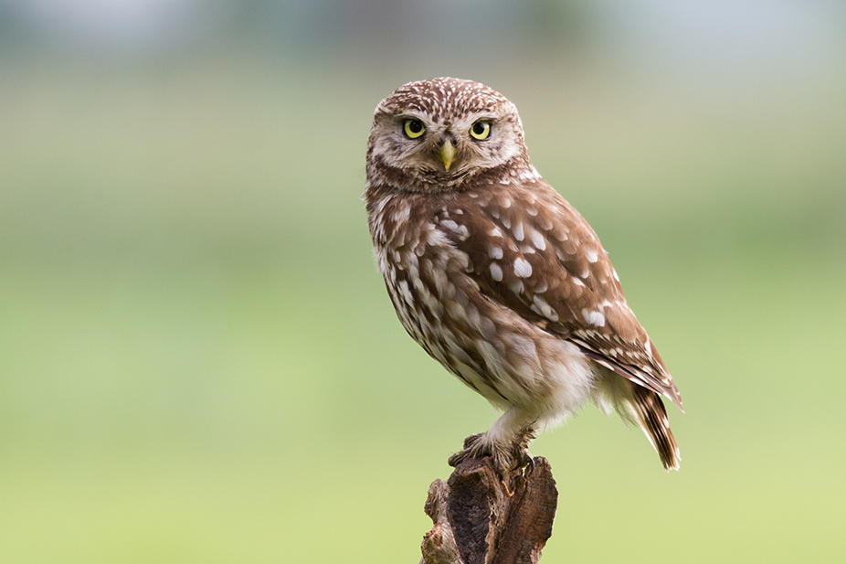 Learning about Owls