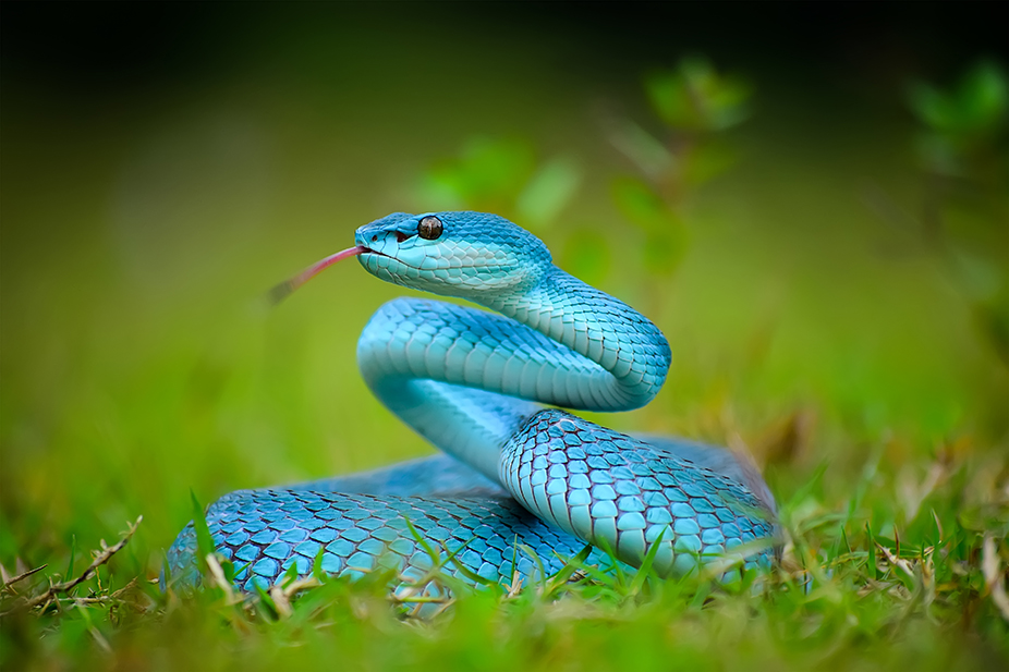 Snakes With Legs? The Curious Case of Snake Evolution! - Wildlife SOS