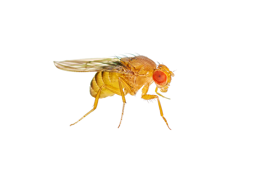 Prevent infestation with Vinegar Flies, avoid the risk of having Drosophila  Melanogaster in your home