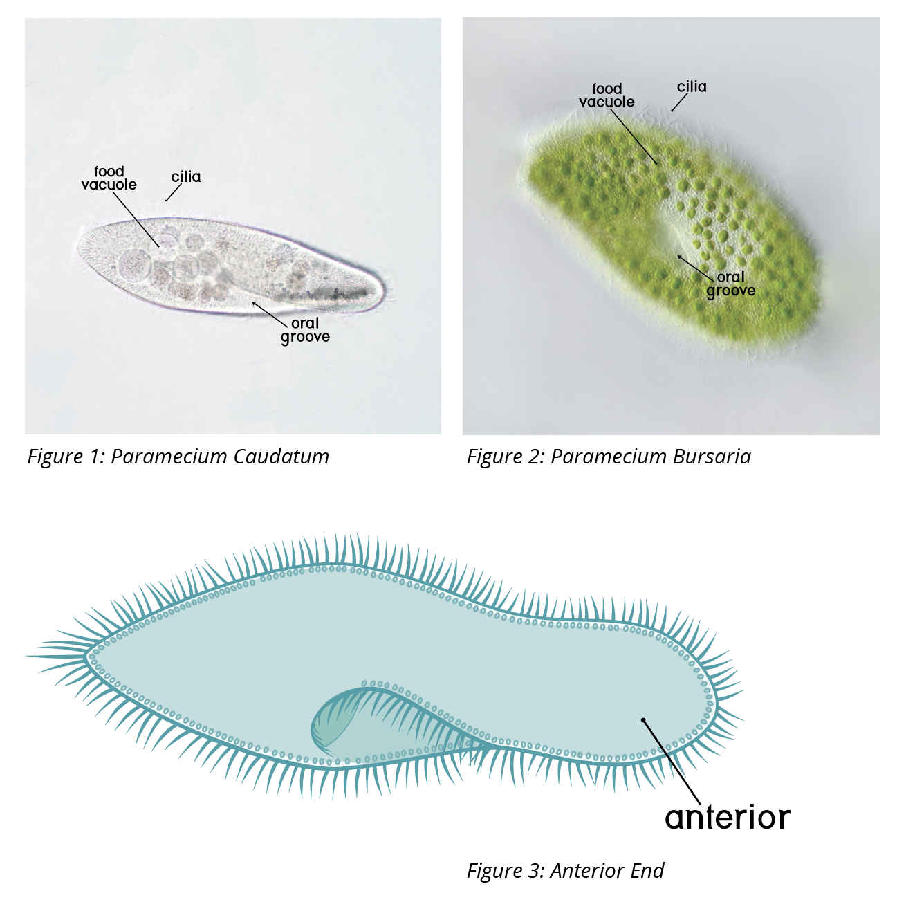 paramecium slide