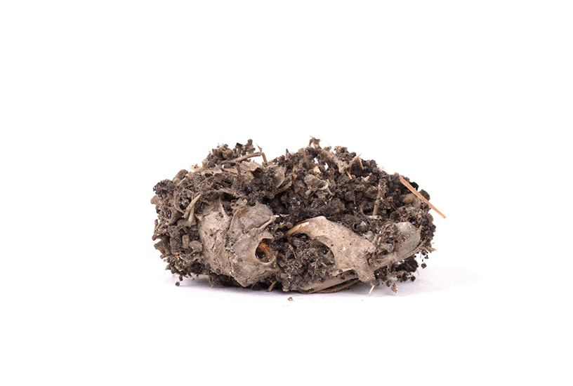 Animal Ecology, Owl Pellets