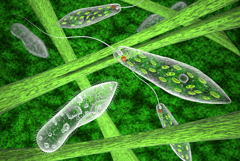 paramecium vs euglena under microscope